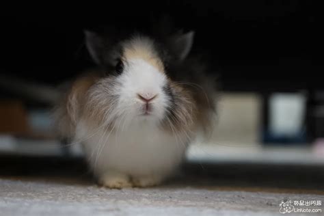 兔子飼養空間|【新手必看】養兔子要注意什麼？8個兔奴的注意事項